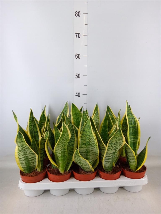 <h4>Sansevieria trifa. 'Futura Superba'</h4>