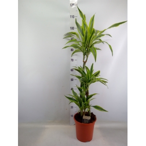 Dracaena fr de 'LemonLime'