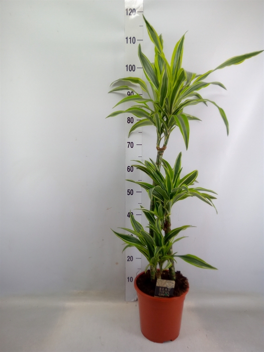 <h4>Dracaena fr de 'LemonLime'</h4>