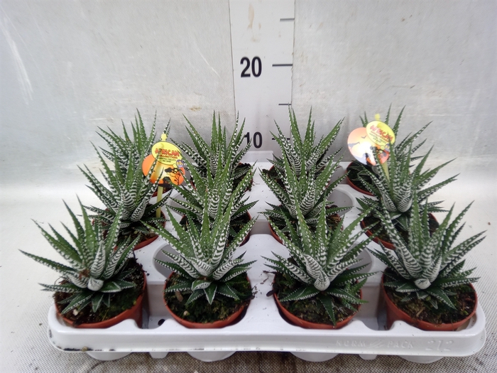 Haworthia fasciala 'Big Band'