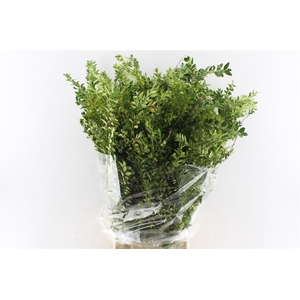 Buxus 300 Gram