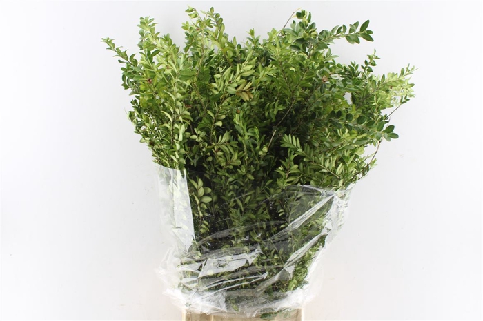 <h4>Buxus 300 Gram</h4>