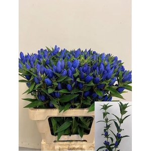 Genti Just Blue