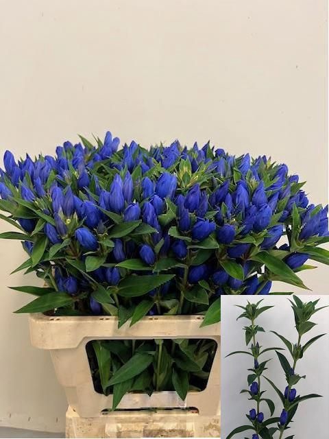 <h4>Genti Just Blue</h4>
