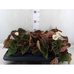 Begonia BD ferox