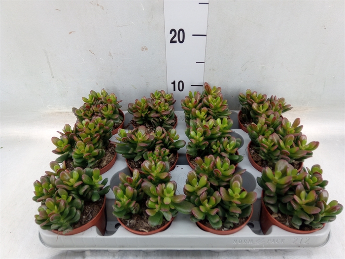 <h4>Crassula ovata 'Gandalf'</h4>