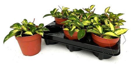 <h4>Hoya C Tricolor</h4>