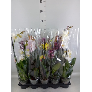 Phalaenopsis   ...mix