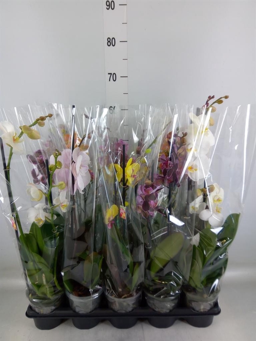 <h4>Phalaenopsis   ...mix</h4>