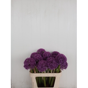 ALLIUM GLOBEMASTER