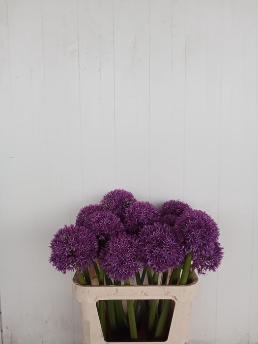 <h4>ALLIUM GLOBEMASTER</h4>