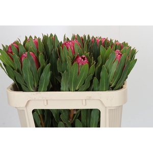 Protea Brenda