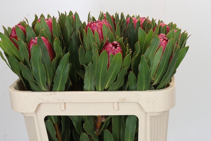 Protea Brenda