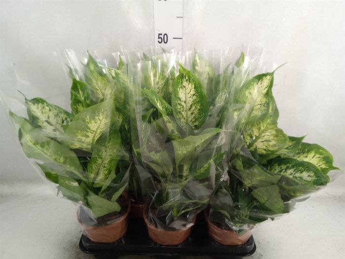 <h4>Dieffenbachia  'Compacta'</h4>