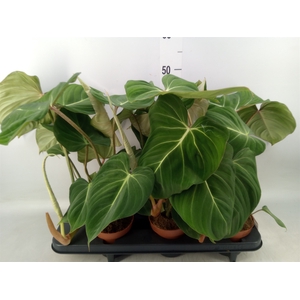 Philodendron gloriosum