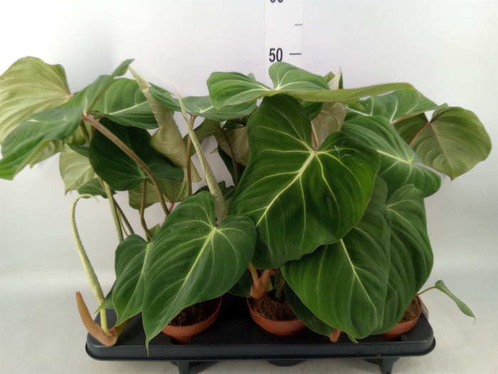 <h4>Philodendron gloriosum</h4>
