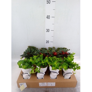 Arr.   Kamerplant Groen L%