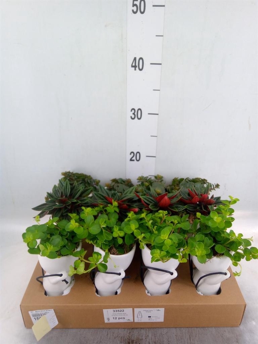 <h4>Arr.   Kamerplant Groen L%</h4>