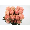 Rosa Garden Country Candy
