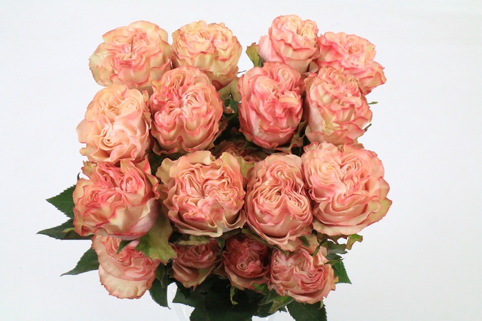 <h4>Rosa Garden Country Candy</h4>