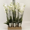 Phalaenopsis ...white