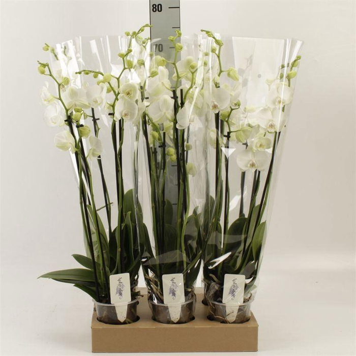 Phalaenopsis ...white