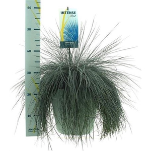 Festuca glauca Intens Blue