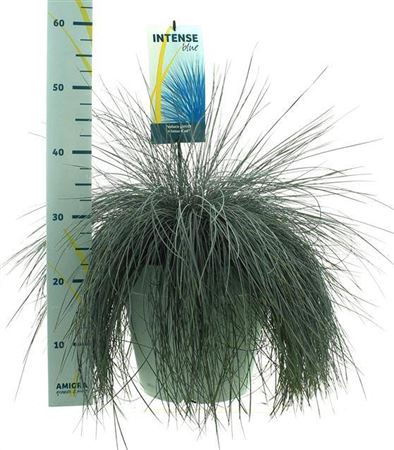 <h4>Festuca glauca Intens Blue</h4>