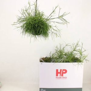 Rhipsalis Ba Oasis