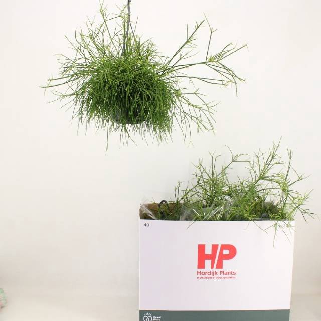 <h4>Rhipsalis Ba Oasis</h4>