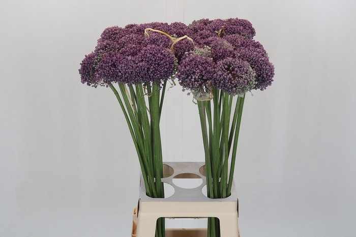 <h4>Allium Misses Bouquet</h4>