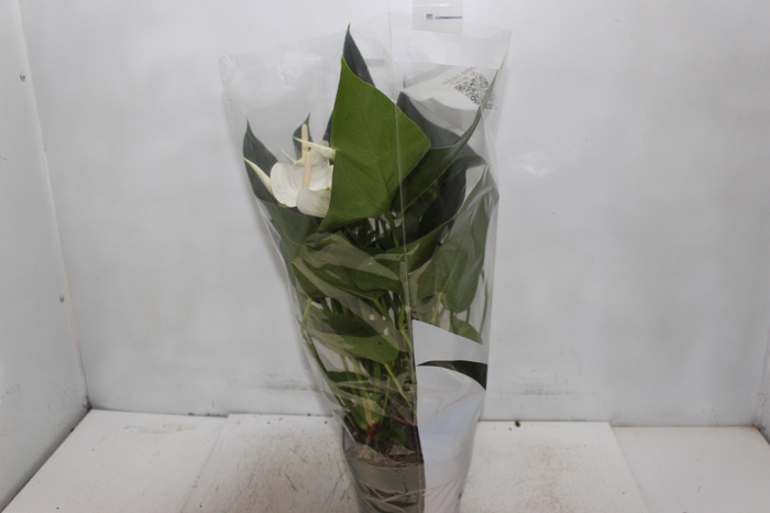 <h4>ANTHURIUM VARIADO P17</h4>