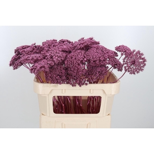 Ammi Zaad Kl Bh Metallic Rose