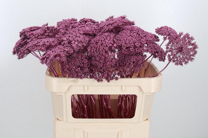 <h4>Ammi Zaad Kl Bh Metallic Rose</h4>