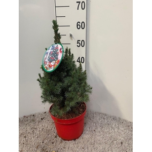 PICEA GL DECEMBER