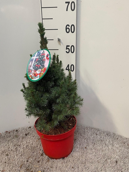 <h4>PICEA GL DECEMBER</h4>