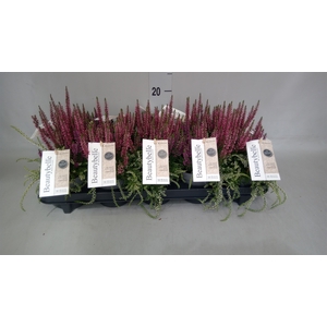 Calluna vulg. 'BeautyS Beautybelle'