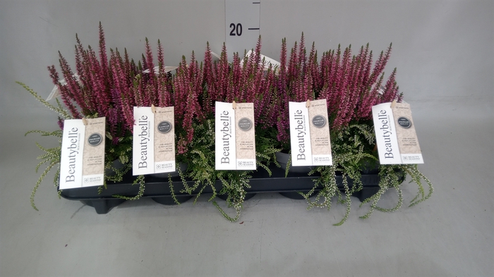 <h4>Calluna vulg. 'BeautyS Beautybelle'</h4>