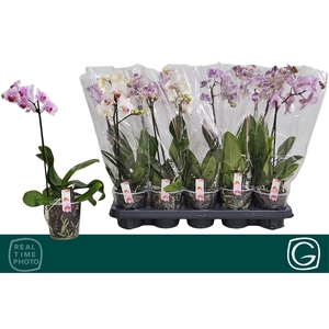 PHAL MF GEM 4 KL