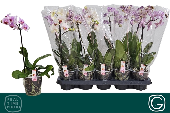 <h4>PHAL MF GEM 4 KL</h4>