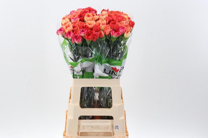 <h4>Di St Rainbow Orange</h4>