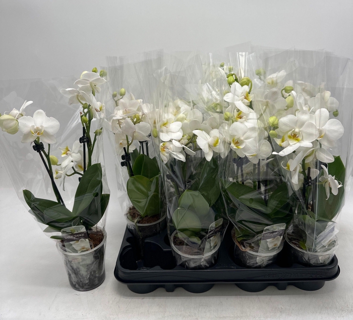 <h4>PHAL OV WIT</h4>