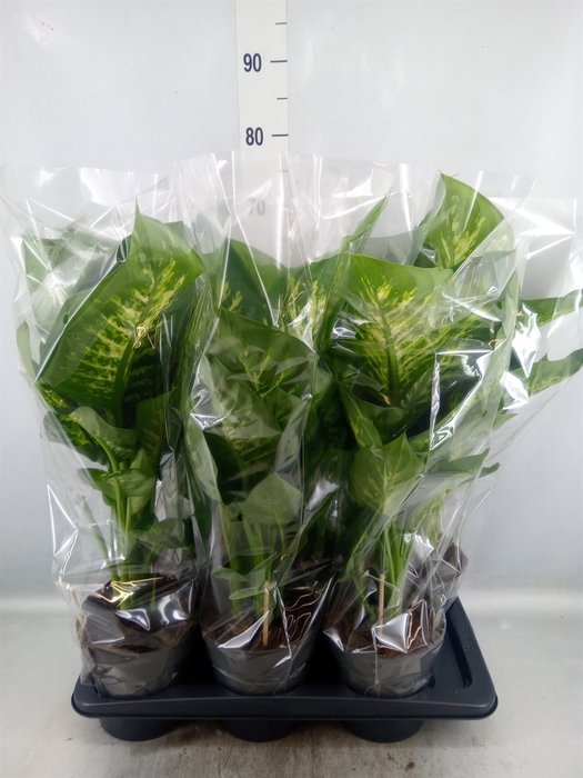 <h4>Dieffenbachia seg. 'Reeva'</h4>