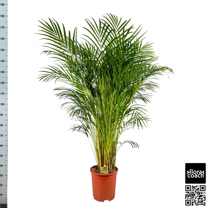 <h4>DYPSIS LUTESCENS</h4>