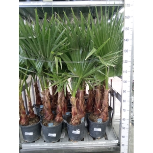 Washingtonia filifera