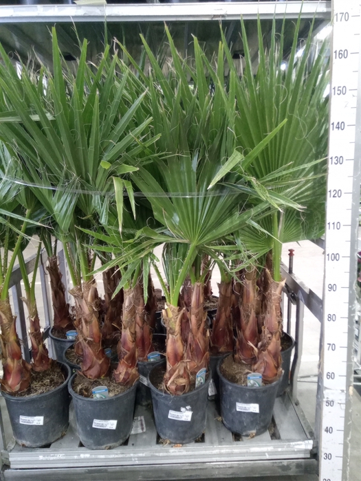 <h4>Washingtonia filifera</h4>