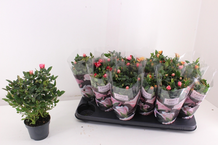 <h4>RO VICTORY GEM</h4>