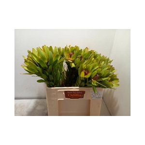 LEUCAD ROSETTE