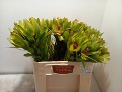 <h4>LEUCAD ROSETTE</h4>