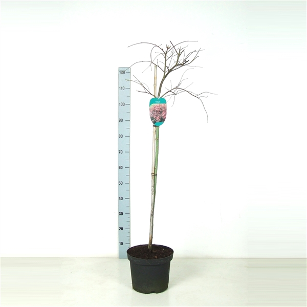 <h4>Acer palmatum 'Garnet' Stam P26 Full CC</h4>